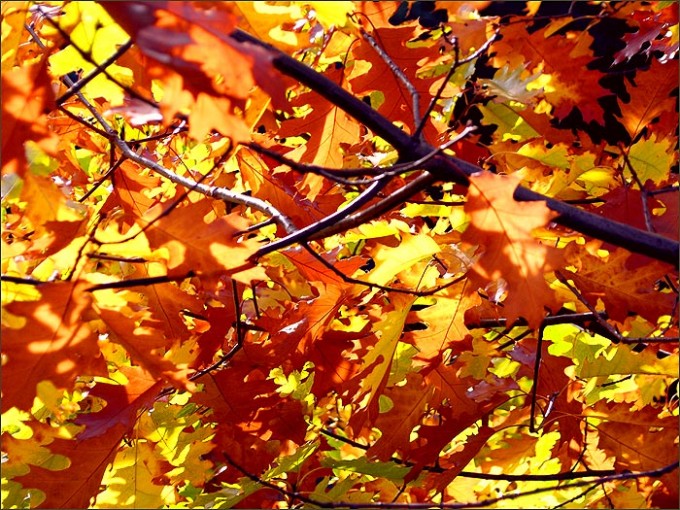 Braune und gelbe Blätter