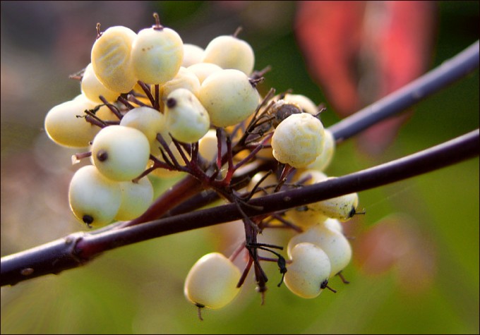 Beeren in der Morgensonne