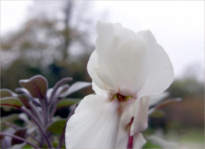 Weisses Alpenveilchen