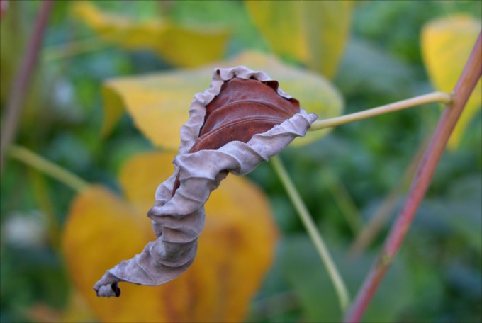 Verwelktes Blatt