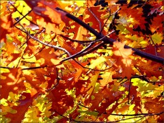 Braune und gelbe Blätter Braune und gelbe Blätter