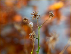 Vertrocknet Vertrocknet