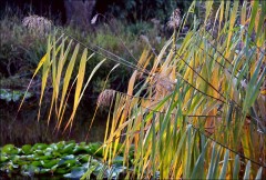 Teichschilf Teichschilf