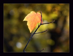 Blatt im Licht Blatt im Licht