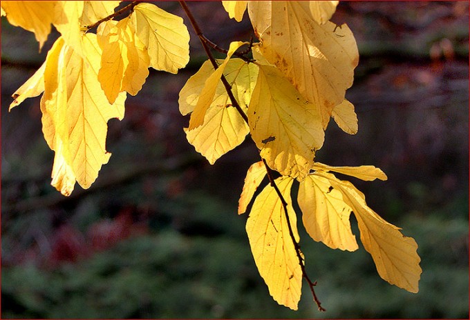 Gelbe Blätter