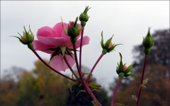 Rose mit Knospen Rose mit Knospen