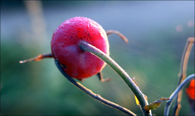 Rosenfrucht
