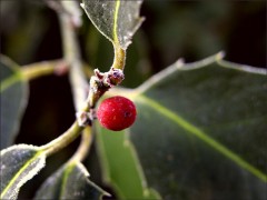Ilex Ilex