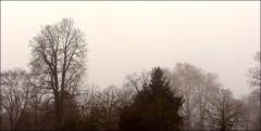 Morgennebel Morgennebel