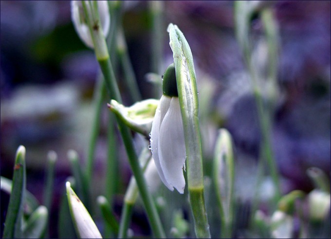 Schneeglöckchen