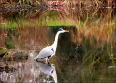 Fischreiher Fischreiher