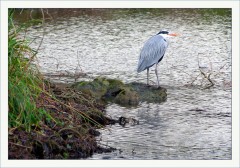 Fischreiher im Regen stehend Fischreiher im Regen stehend
