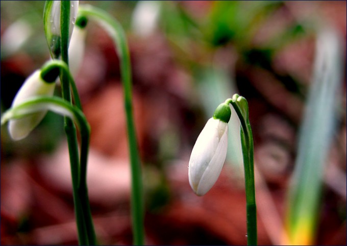 Schneeglöckchen