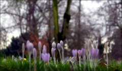 Krokusse Krokusse