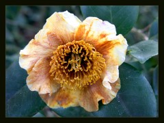 Kamelienblüte Kamelienblüte