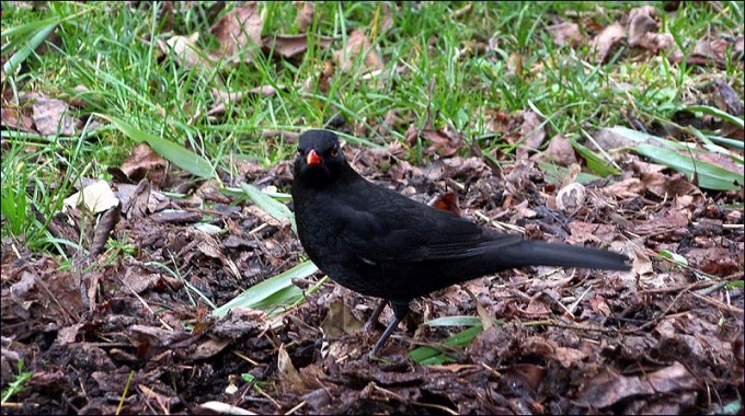 Amsel
