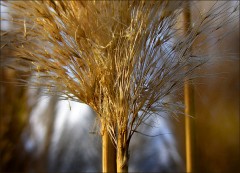 Pampasgras Pampasgras