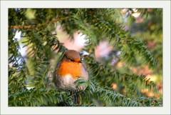 Rotkehlchen Rotkehlchen