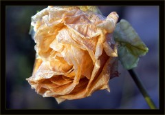 Erfrorene Rosenblätter Erfrorene Rosenblätter