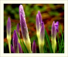 Krokusse Krokusse