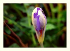 Ein Krokuss Ein Krokuss