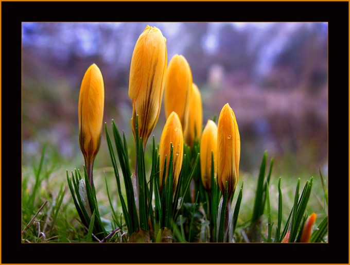 Gelbe Krokusse