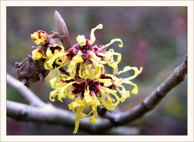 Blüten der Zaubernuss
