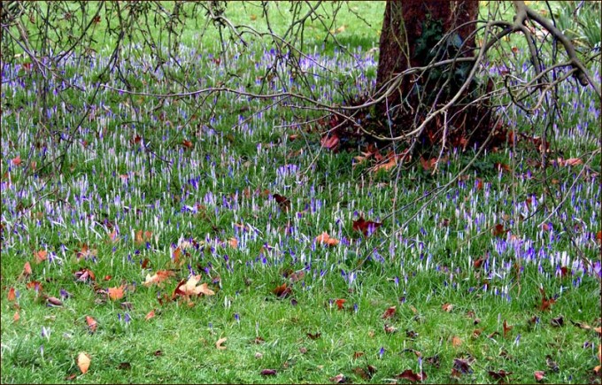Viele Krokusse