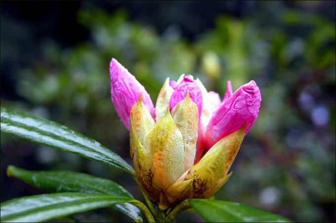 Rhododendron