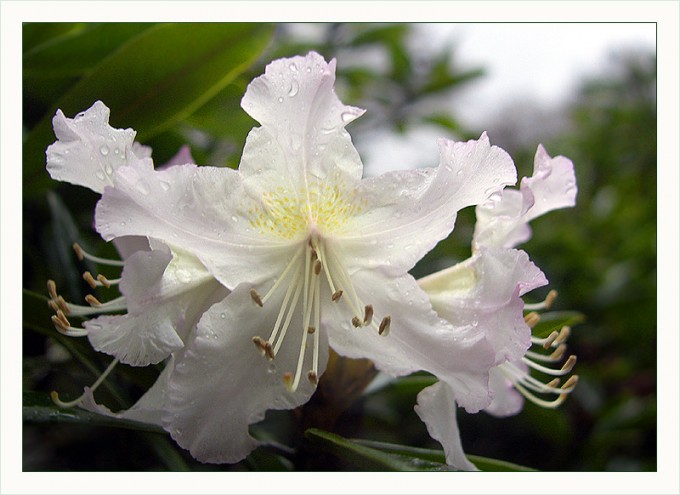 Rhododendron