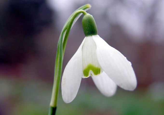 Schneeglöckchen