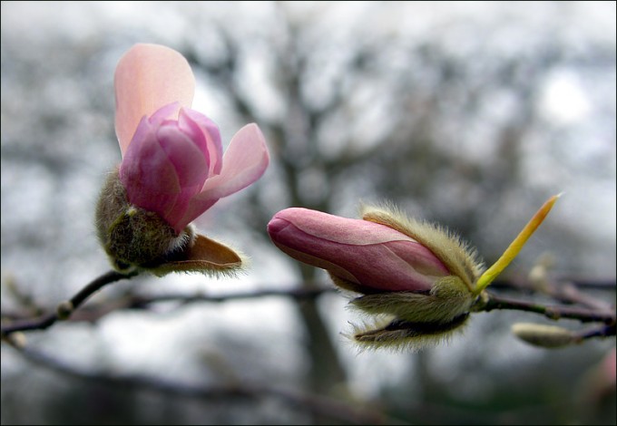 Magnolienknospen