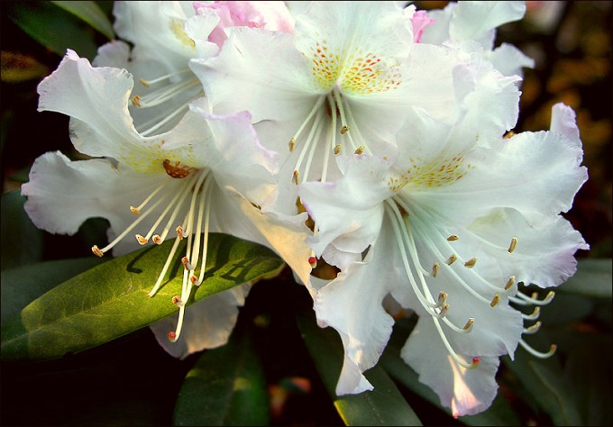 Rhododendronblüte