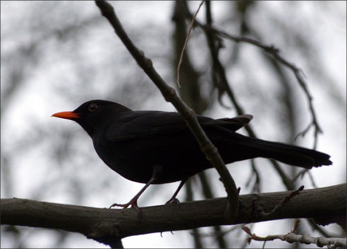 Amsel