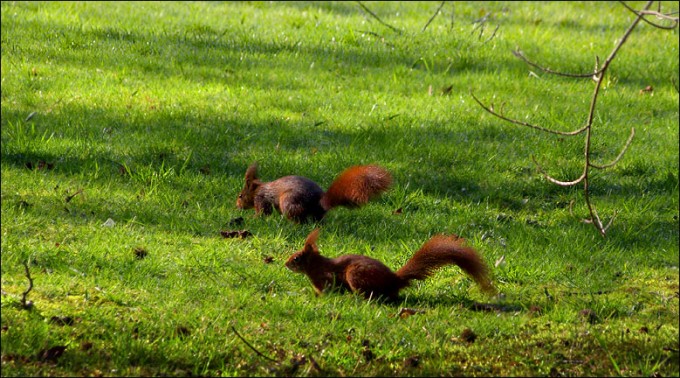 Zwei Eichhörnchen