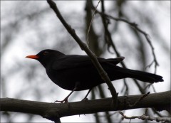 Amsel Amsel