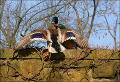 Erpelstreit Erpelstreit