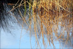 Teichschilf Teichschilf