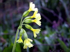 Schlüsselblume Schlüsselblume