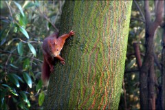 Eichhörnchen Eichhörnchen