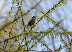 Frühlingslied Frühlingslied