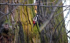 Buntspecht Buntspecht