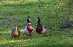 Drei Enten Drei Enten