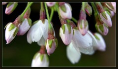 Blütenknospen Blütenknospen