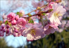 Blütenzweig Blütenzweig