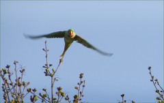 Papageiflug Papageiflug