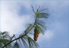 Kieferzapfen Kieferzapfen