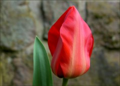 Tulpe Tulpe