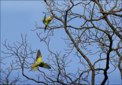 Zwei Papageien Zwei Papageien