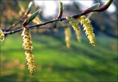 Blütenzweig Blütenzweig